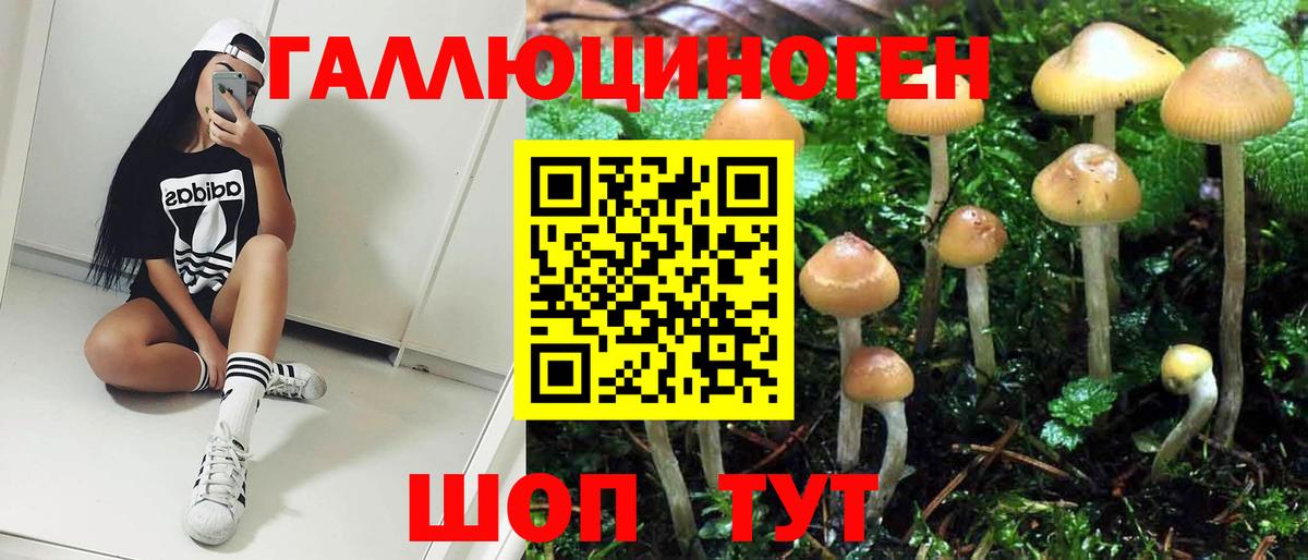 Галлюциногенные грибы Psilocybe Артём