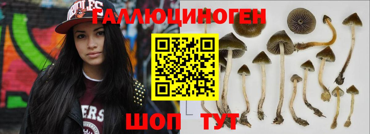 Артём  Псилоцибиновые грибы GOLDEN TEACHER  Вход с VPN 